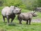 Photo of two black rhinos walking on the grass