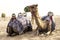 photo of two camels in the desert, arab emirates