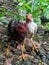 Photo of two chickens close to each other in the garden looking for food