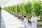 Photo of two crop scientist examining tomatoes growing in greenhouse