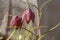 Photo of two flowers of the hazel grouse in the sun.