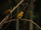 Photo of two free yellow golden brazilian birds called saffron finch sitting on a dry branch