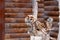 Photo of two owls in a zoo cage. Owl face with disdain expression. Defiance concept. Defiant face. Disdainful face. Funny owl. Fun