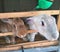 photo of two rabbits asking for food