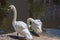 Photo of two swans on the lake. The first  stand on land and bent their necks and looks at the camera, the second is cleaning its