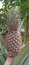 photo of unripe pineapple