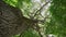 Photo up to the tree top shot from below. Branched old oak from bottom to top
