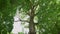 Photo up to the tree top shot from below. Branched old oak from bottom to top