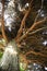 photo up to the tree top shot from below . grand large pine tree photo taken from under to upper the tree leaves on sky