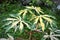 Photo of variegated cassava