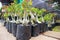 This is a photo of various types of bonsai