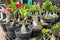 This is a photo of various types of bonsai