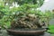 This is a photo of various types of bonsai