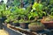 This is a photo of various types of bonsai