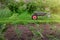 Photo of a vegetable garden with beds of potatoes and other vegetables next to a garden wheelbarrow. Selective focus. Gardening