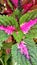 Photo A very beautiful and lush miana flower with green, pink, and white leaves in the flower area