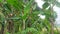 this is a photo of a very lush banana orchard