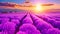 A photo of a vibrant lavender field with the sun setting in the background, creating a striking landscape, Beautiful fields of