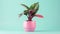 Photo of a vibrant pink potted plant with lush green leaves