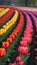 Photo Of Vibrant Tulip Field In Spring, Rows Of Colorful Flowers, Natural Beauty. Generative AI