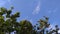 photo view of teak trees with clear skies