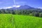 photo of views of mountains and green rice fields with clear blue skies