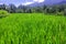 photo of views of mountains and green rice fields with clear blue skies