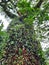 photo of vines on a tree, shady and cool