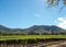 Photo of vineyards at Groot Constantia, Cape Town, South Africa, taken on a clear early morning. Mountains in distance.