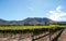 Photo of vineyards at Groot Constantia, Cape Town, South Africa, taken on a clear early morning. Mountains in distance.