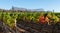 Photo of vineyards at Groot Constantia, Cape Town, South Africa, taken on a clear early morning, with mountains in the distance.