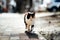 Photo of walking hungry unhappy tricolor homeless cat.