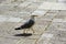 Photo of walking seagull in Venice in San Polo district