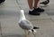 Photo of walking seagull in Venice in summer sunny day