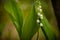 Photo wallpaper with lily of the valley flower