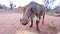 A photo of a warthog