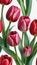 Photo Of Watercolor Image Of A Set Of Tulip Flowers On A White Background. Generative AI