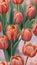 Photo Of Watercolor Tulips Set, Salmon Tulips, Coral Delicate Flowers. Generative AI