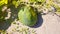 A photo of watermelon cultivation