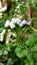 Photo of weed plants Bandotan or Wedusan (Ageratum conyzoides) with flowers that look very beautiful