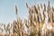 Photo of a wheat field