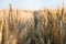 Photo of a wheat field at sunset