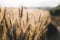 Photo of a wheat field at sunset