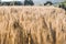 Photo of a wheat field at sunset