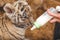 Photo where a tiger cub sniffs milk from a baby bottle
