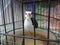 Photo of white-breasted waterhen (Amaurornis phoenicurus) in the cage