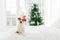 Photo of white and brown pedigree dog poses on white soft bed in bedroom, wears red Santa Claus, blurred background with decorated