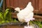 Photo of white chicken  breed silkie bantam.