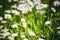 Photo of the White Daisies Field and Grass