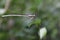 Photo of a white dragonfly animal sitting on a leaf with a blurry background